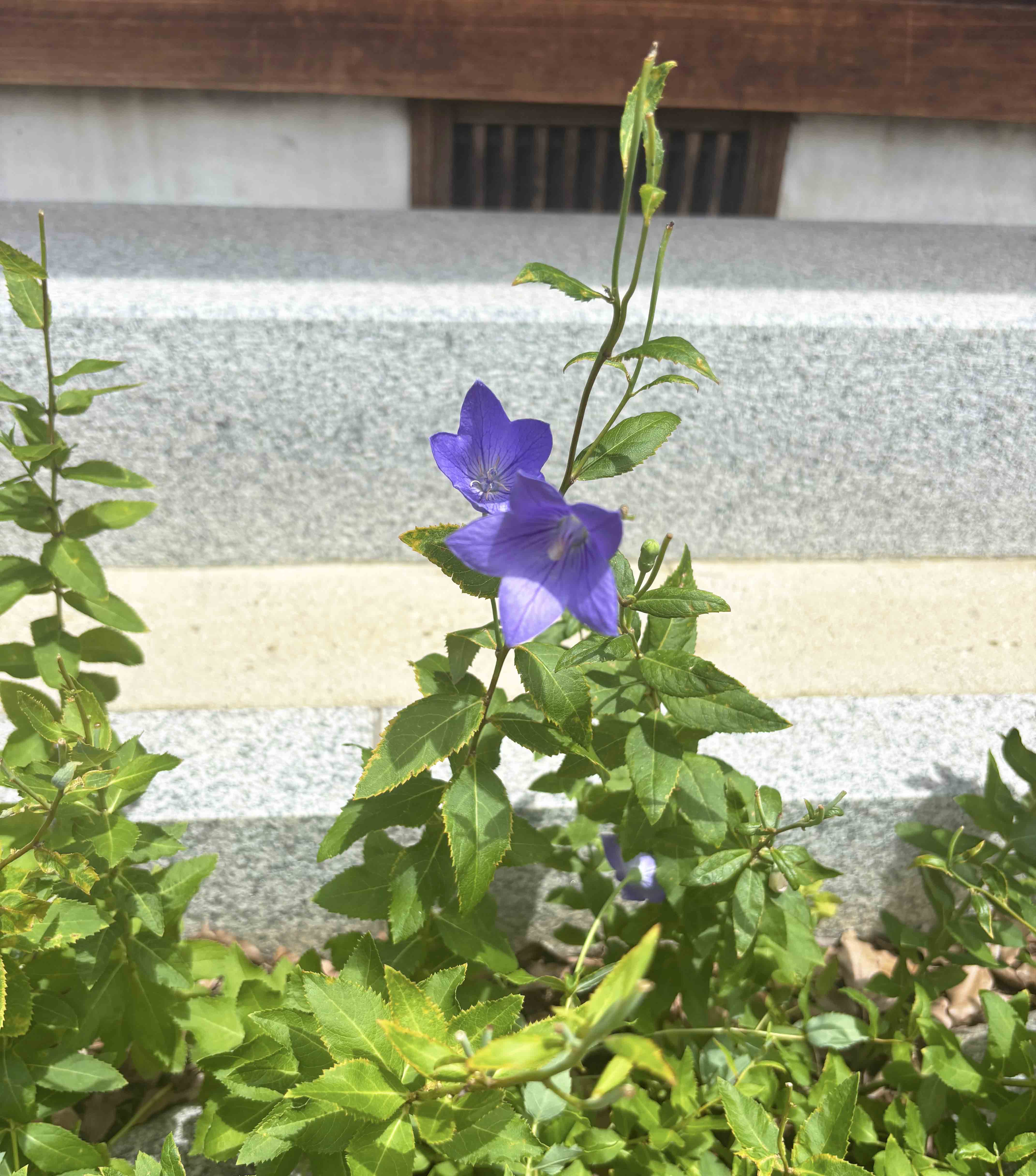 桔梗の花